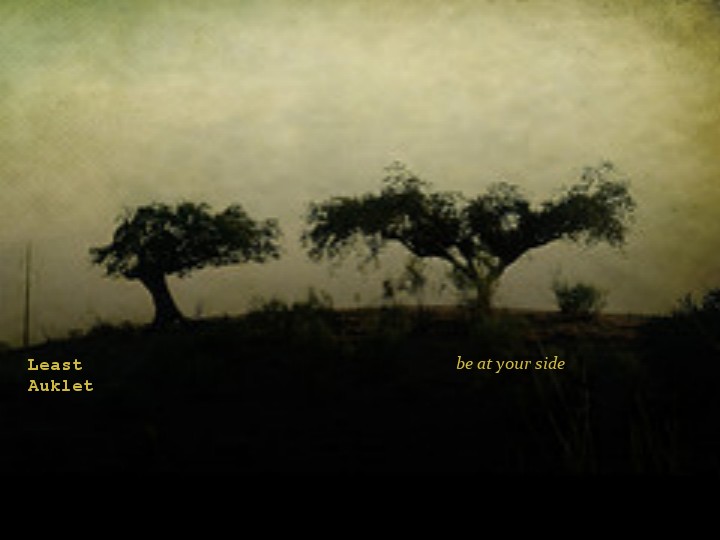 Least Auklet - be at your side